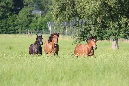 Pferde Fohlenweide Bodensee Pferde Fohlenweide Bodensee